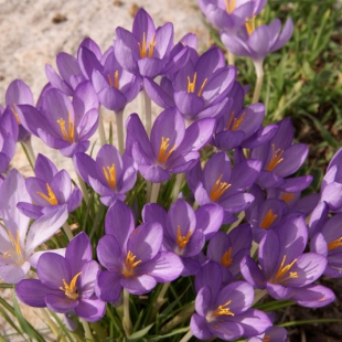 Crocus goulymyi